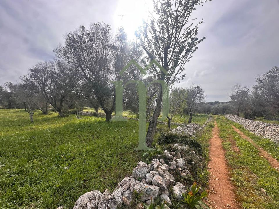 Ruin i Carovigno, Brindisi - bilde 5